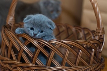 Photo of a blue cat in a basket showing inappropriate use of an image in blog post
