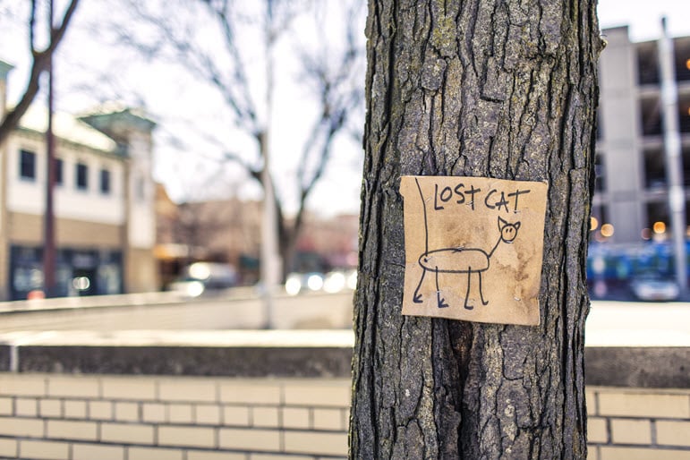 Adding compelling images to blog posts - here is a lost cat notice on a tree