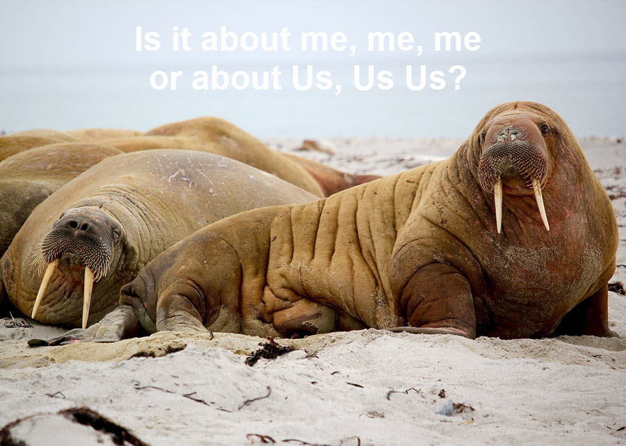 Image showing 2 walruses, explaining best practice for website about us pages